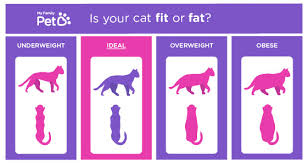 Your cat might fall outside of these ranges and still be healthy. Cat Weight Chart Gallery Of Chart 2019