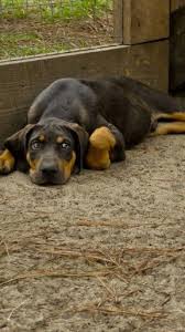 All Black Catahoula Leopard Dog Chocolate Nalc Catahoula Pup Catahoula Leopard Dog Louisiana Catahoula Leopard Dog Catahoula