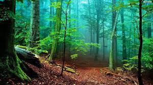 Maybe you would like to learn more about one of these? Nature Forest Wallpapers Top Free Nature Forest Backgrounds Wallpaperaccess