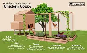 Jan 15, 2016 · close & plant your chicken run in the spring. 13 Beneficial Chicken Friendly Plants To Grow Next To Coops Insteading