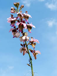 Image result for Eulophia horsfallii