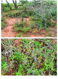 Image result for Commiphora