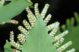 Image result for Lygodium microphyllum