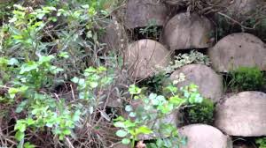 Mur Vegetal Atalus Youtube