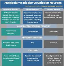 Bipolar neurons are usually oval in shape and contain two processes, a dendrite that receives signals usually from the periphery and an axon that propagates the signal to the central nervous system. Difference Between Multipolar Bipolar And Unipolar Neurons Compare The Difference Between Similar Terms