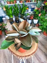 Kalanchoe Orgyalis House Plant Pots Cactus And Succulents Plants