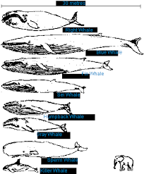 Southern Right Whale Links