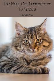From disney classics, to celebrity gems, to simply badass names, check out our list of 130 cat names to find the prrrfect fit for your new kitty. Top 10 Cat Names From Tv Shows Cat Names Cute Cat Names Girl Cat Names
