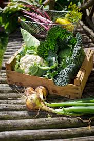 Check spelling or type a new query. 10 Of The Best Vegetables To Grow In Winter