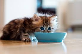 Image result for cats eating