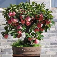 Htb1trlrgpxxxxcsxpxxq6xxfxxxd Jpg 299 297 Bonsai Obstbaum Topfpflanzen Bonsai Apfelbaum