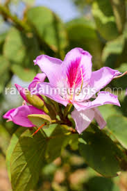 Image result for Bauhinia variegata