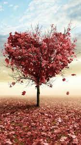 Nature Red Love Fall Tree Iphone 6 Wallpaper Download Iphone Wallpapers Ipad Wallpapers Samsung Galaxy Wallpaper Fall Wallpaper Valentines Wallpaper Iphone