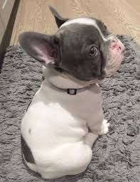 Black And Brown French Bulldog For Sale Gray And White Spotted French Bulldog Puppy Cutest Thing I Ve Ever Seen Cute Baby Animals Cute Animals Cute Dogs
