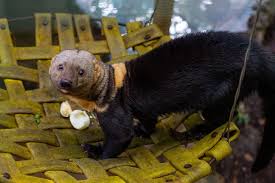 El Cuchucho Cusumbo Fundacion Zoologica Del Ecuador Facebook