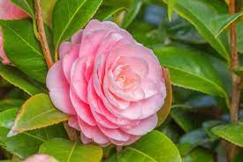 Camellia Camellias How To Grow Camellias Camellias Bloom Time Camellia Bloom Season Japanese Camellias Camellia Japonica Ca Flower Garden Bloom Camellia