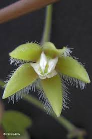 Image result for Pergularia