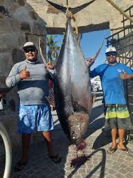 This article explains the amounts of tuna that can be eaten safely without fear of the term tuna encompasses several species of fish, including skipjack, albacore, yellowfin, and bigeye. Baja 367 Pound Cow Kicks Off Big Tuna Season Western Outdoor News