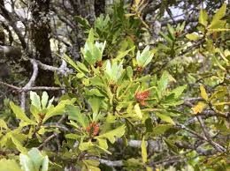 Image result for Phyllocladus