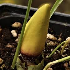 Image result for Aloe suffulta