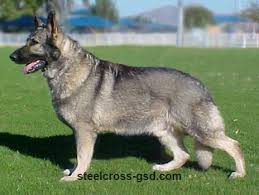 Sarah schwartz puppies german shepherd. Steel Cross German Shepherd Dogs German Shepherd Dogs German Shepherd Shepherd Dog