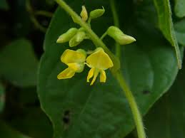 Image result for Rhynchosia ferruginea