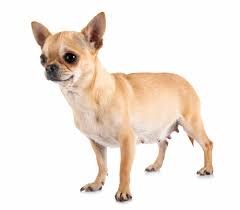 Here are a few ways to tell if your dog is pregnant: What You Should Know About Dog Abortion Animalso