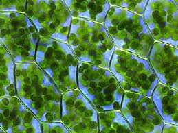 Maybe you would like to learn more about one of these? Cell Biology Organelles Chloroplasts Wikibooks Open Books For An Open World