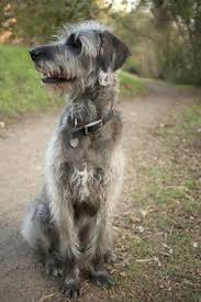 The irish wolfadoodle or also known as the w oodle truly is the best of both the irish wolfhound and the standard poodle. 37 Wolfhound Poodle Mix Ideas Wolfhound Poodle Mix Irish Wolfhound