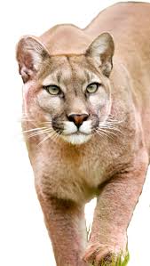 About The Mountain Lion Foundation Mountain Lion Lion Images Wild Cats