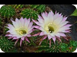 Para identificar un cactus deben considerarse cuatro características o elementos principalmente: 5 Tipos De Cactus Con Flores Mas Espectaculares Youtube