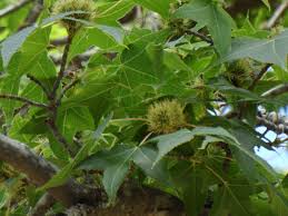 Image result for Altingiaceae