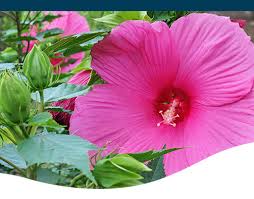 Hardy hibiscus can reach anywhere from 2 to 10 feet, depending on the variety. Hardy Hibiscus Ted Lare Design Build