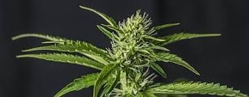 Nos encontramos ante un limbo legal en el que a pesar de que el consumo de cannabis en españa esté legalmente prohibido y. Topthema Warum Der Nachweis Von Cannabis So Lange Moglich Ist Drugcom