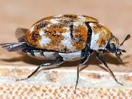 Check spelling or type a new query. Best Control Tips On How To Get Rid Of Carpet Bugs