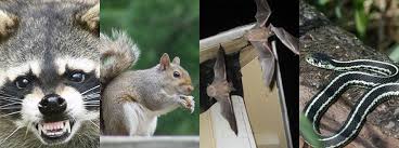 Maybe you would like to learn more about one of these? Wild Animal Removal Mn Skunks Gophers Bats Raccoons Minnesota Wild Animal Management