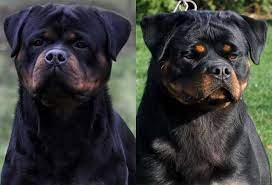 Rottweilers have a broad head with triangular ears, and a docked tail leaving several tail vertebrae. Giant German Rottweiler Puppies For Sale Washington King Rottweilers
