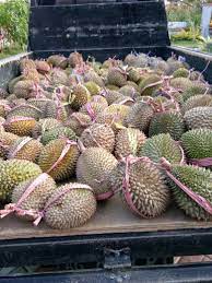 Malaysia 2019 durian season is here! Penjual Durian Murah Tulungagung Archives Agen Supplier Penjual Durian Trenggalek Tulungagung Kediri Blitar Malang Hub 083848394515 Telp Wa