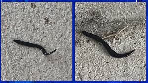 E.tre456_worm is a fake warning that might show up at any time when browsing the internet. Invasive Worm Spotted In San Antonio Area Could Carry Rat Lungworm Parasite