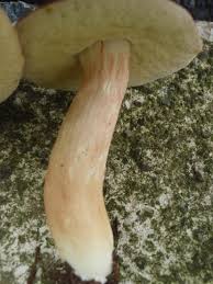 Image result for Xanthoconium separans