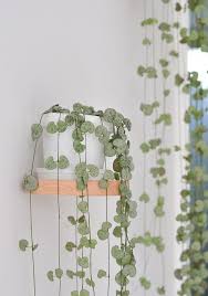 Pin On Hanging Plants
