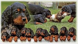 Der gordon setter ist ein beliebter jagdhund aus england. Gordon Setter Www Pointer Und Setter De