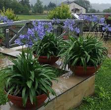 Image result for Agapanthus africanus
