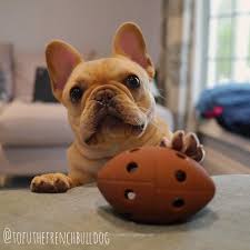 like this post then show some love and tag your frenchie loving friends after you have done that mak franzosische bulldogge bulldogge franzosisch