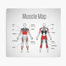 Each muscle of the arm is textured and has the correct origin and insertion points. Muscle Map Metal Print By Superfitstuff Redbubble