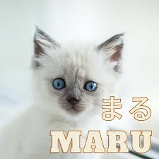 Japanese cat cute japanese cute pet names short names kitten names names with meaning sora cat breeds cool cats. 100 Cute Japanese Cat Names For Your Pet Pethelpful By Fellow Animal Lovers And Experts