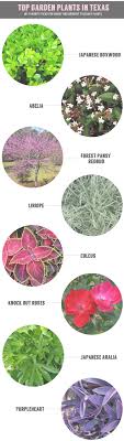 He says there is evidence that gardeners live longer and are less stressed. Gardening In Texas Warm Hot Chocolate Texas Landscaping Texas Gardening Plants