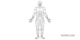 The muscular systems in vertebrates are controlled through the nervous system although some muscles. Muscle Full Body Front Diagram Pe Secondary Bw Rgb Illustration Twinkl