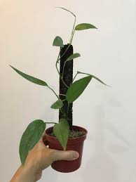 Rubber plants (ficus elastica) are easy to grow and care for and do well in a variety of conditions. 5ogz82tieveism