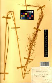 Image result for Panicum phragmitoides